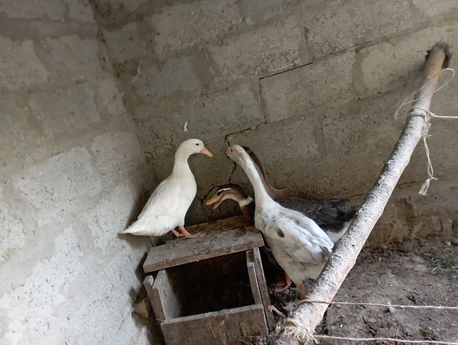 Goz Urdak sotiladi 2 ta goz 2 ta urdak yeb ichiga garantiya soglom