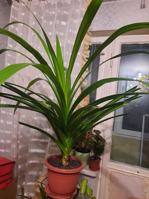 Продам пальму Панданус