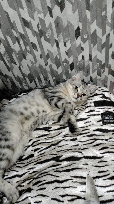 Отдам девочку в добрые руки!