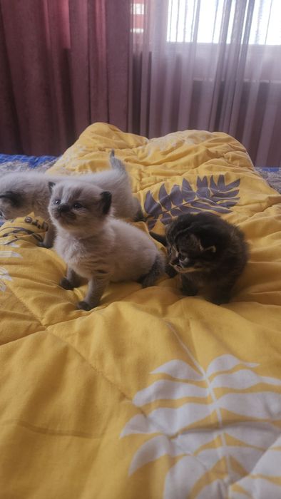 Продаётся Котята