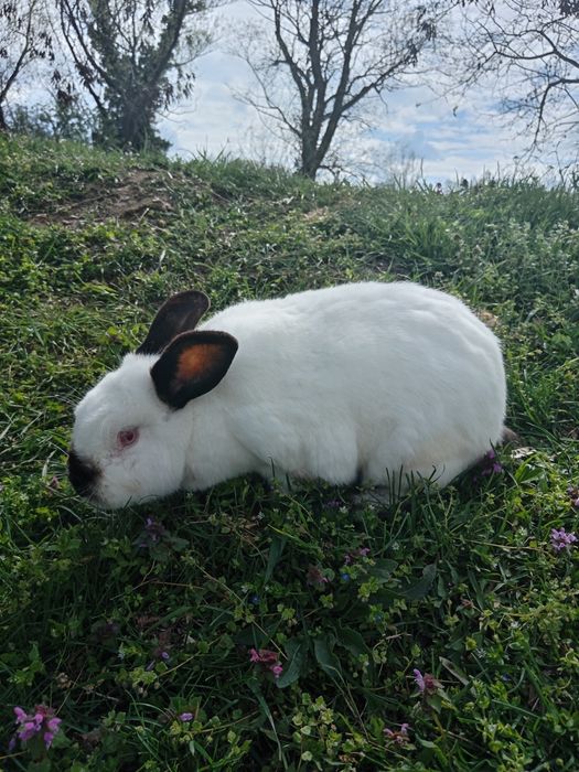 Iepuri masiv german și belgian