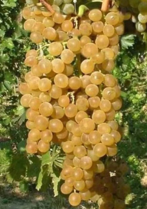 Butasi de vita de vie de anul 2 și de anul 3