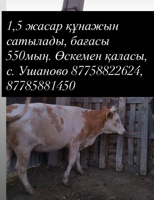 1,5 жасар тайынша