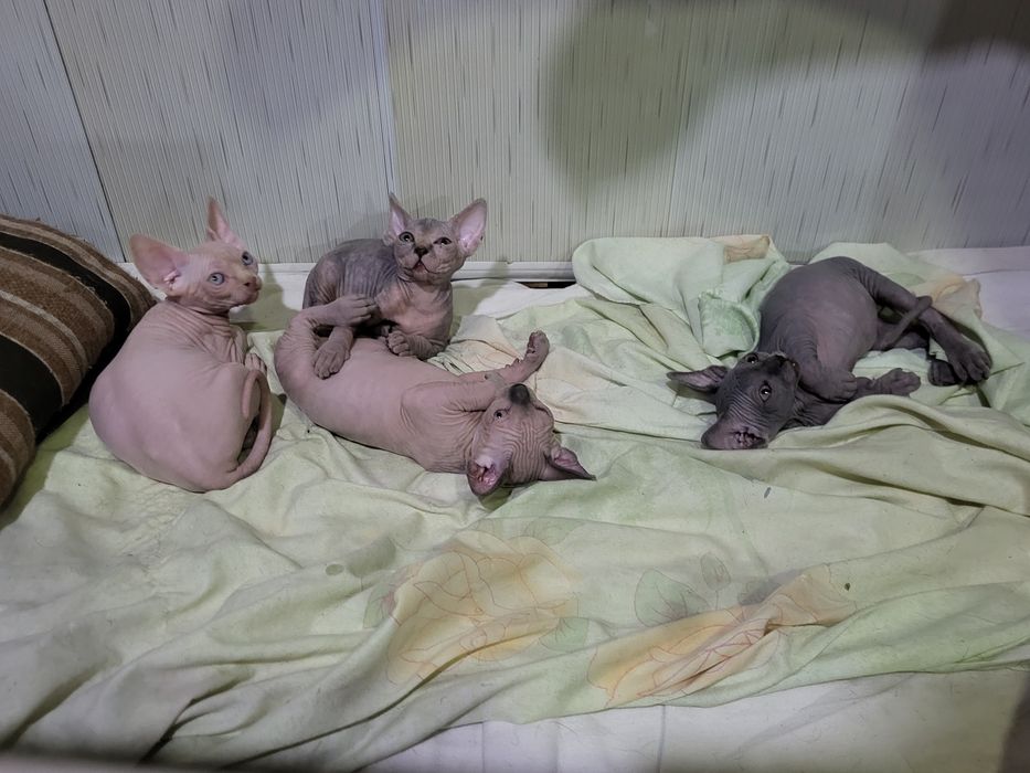 Котята сфинкс 3 мальчика