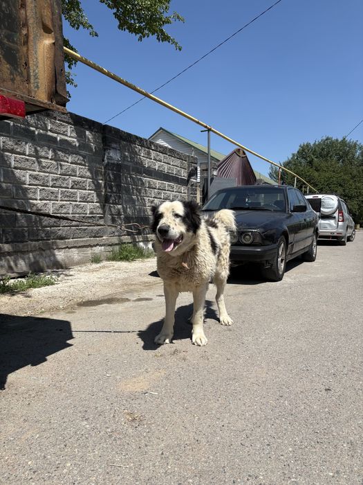 Продам алабай тобет