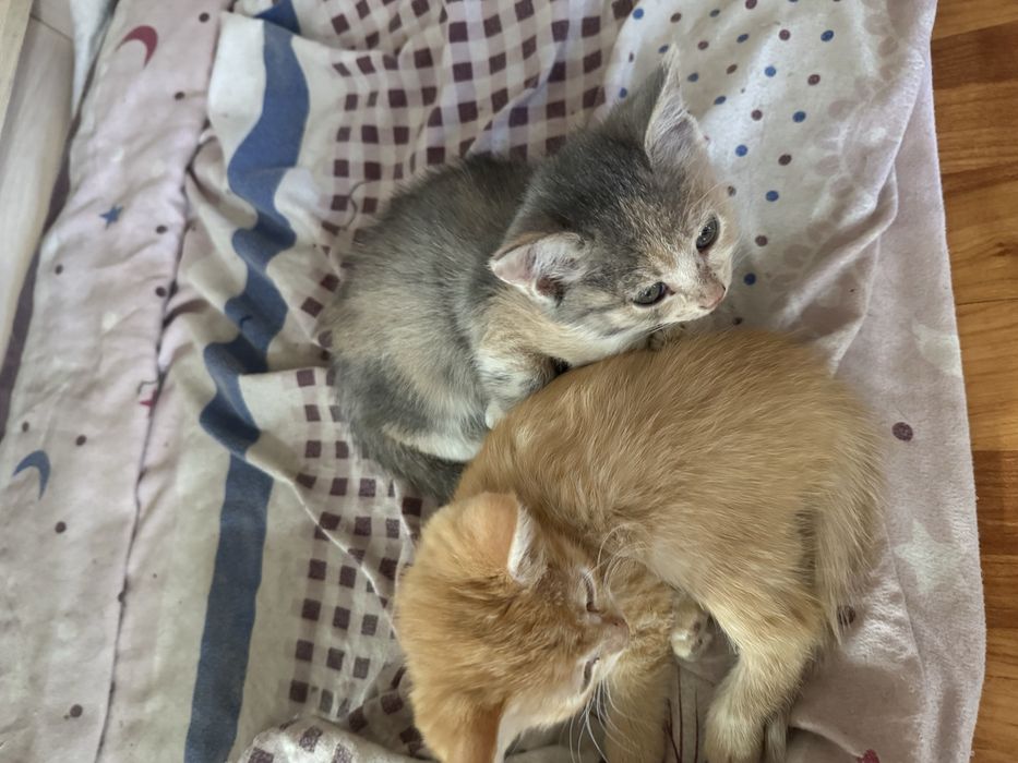 Отдам котят бесплатно