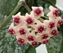 хойя Обовата сплеш