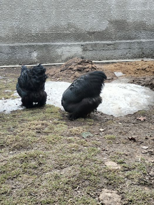 Продам черных куреи