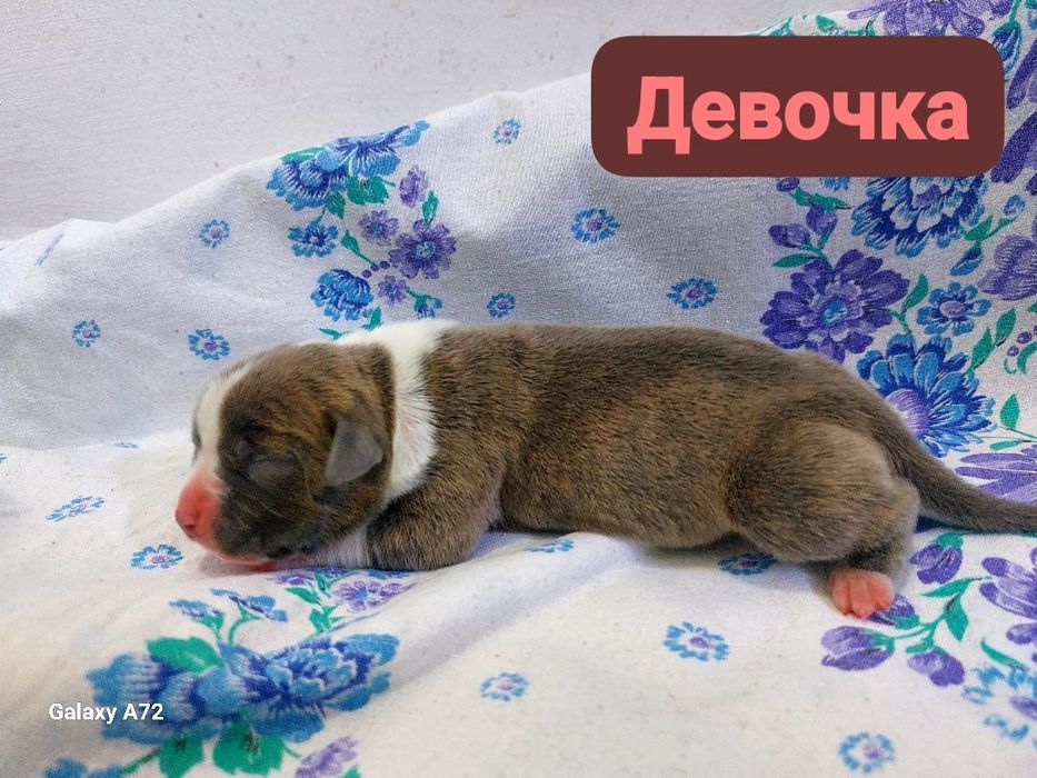 Стаффики к брони