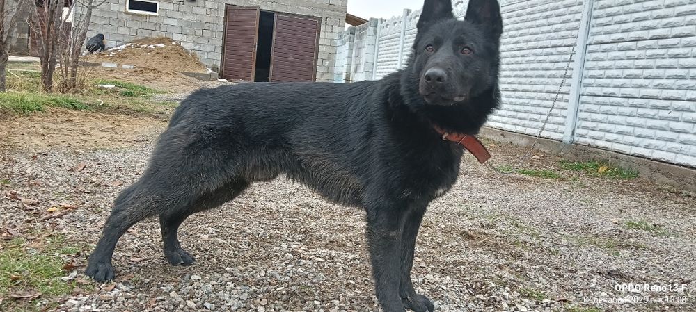 Продам овчарку все вопросы по телефону возраст шинка 1 год и 6 мес