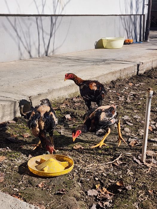 Dakan jojaxorozlar sotiladi