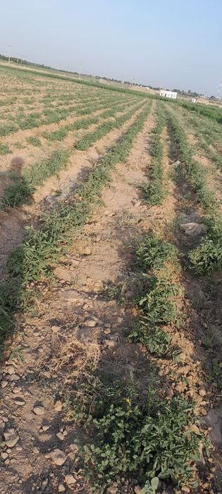 Dehqonchilik uchun tayyor yer — suvli, shahar yaqinida