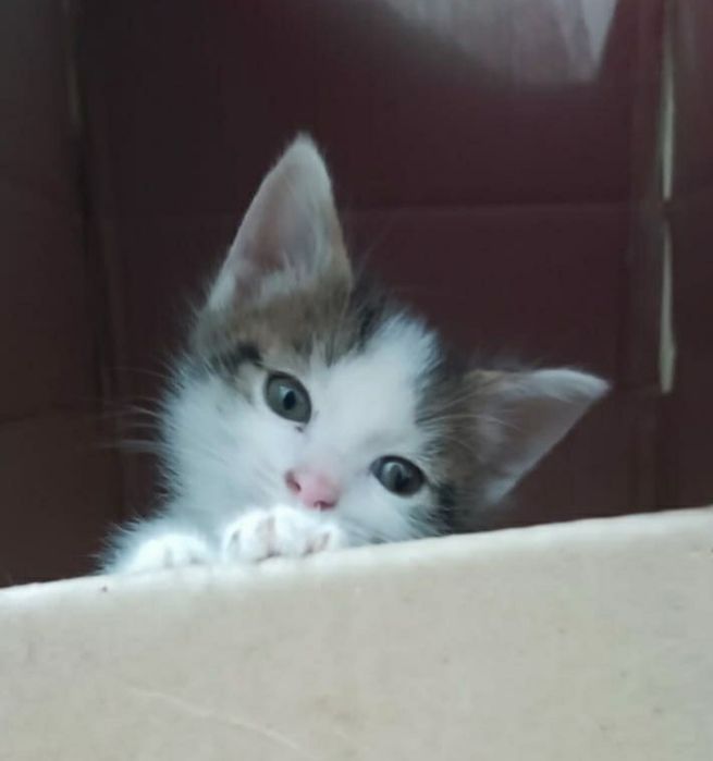 Котята в добрые руки!