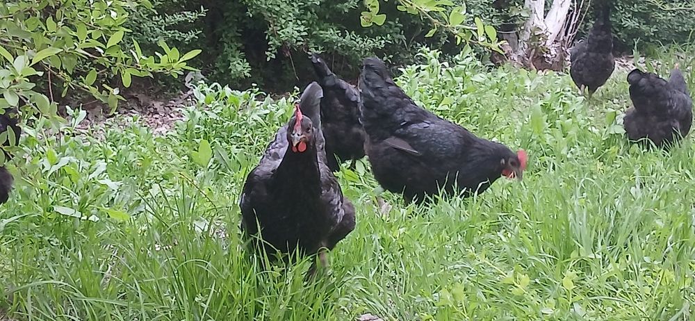 Gigant Qora shahzoda   tovuqlari, joʻjalari va tuxumlari sotiladi