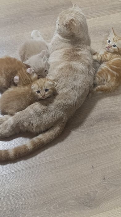 Котята породистые