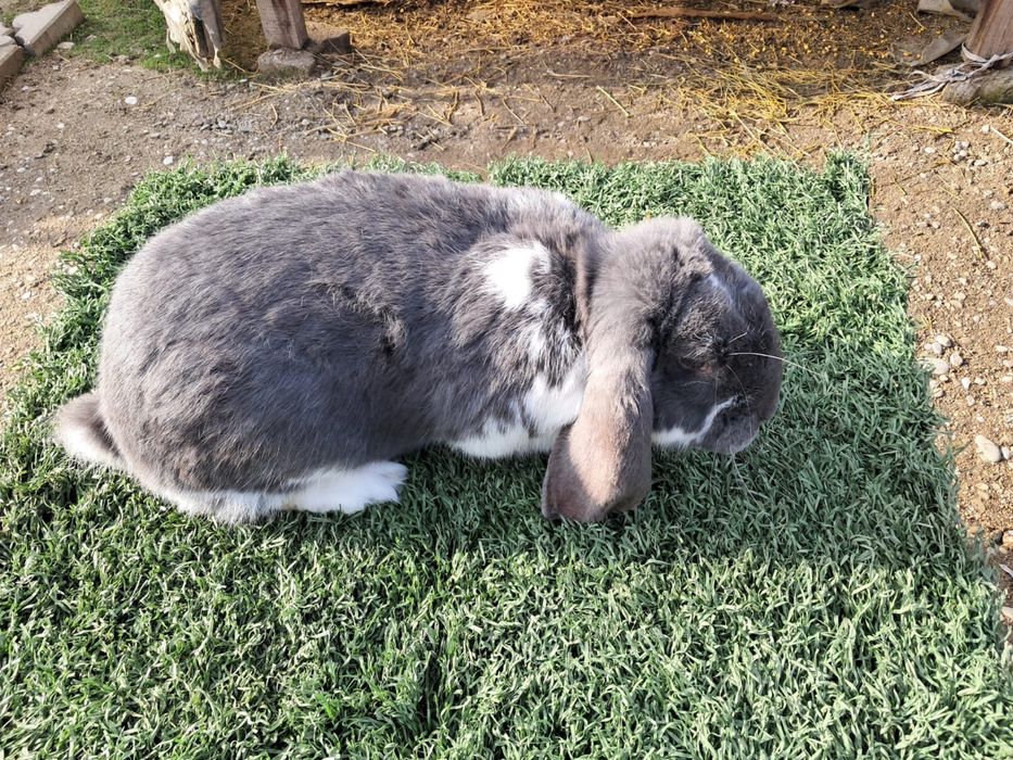 Vand schimb iepuri berbec german