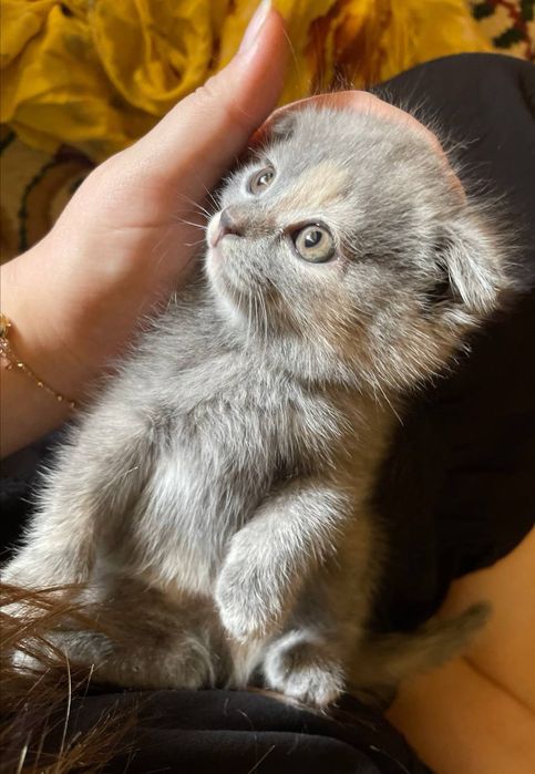 Продаётся котёнок Скоттиш фолд