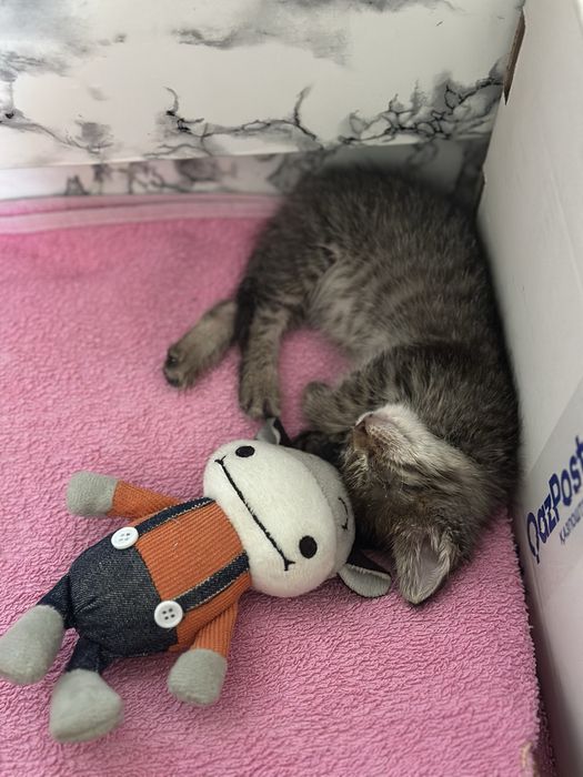 Котенок в добрые руки