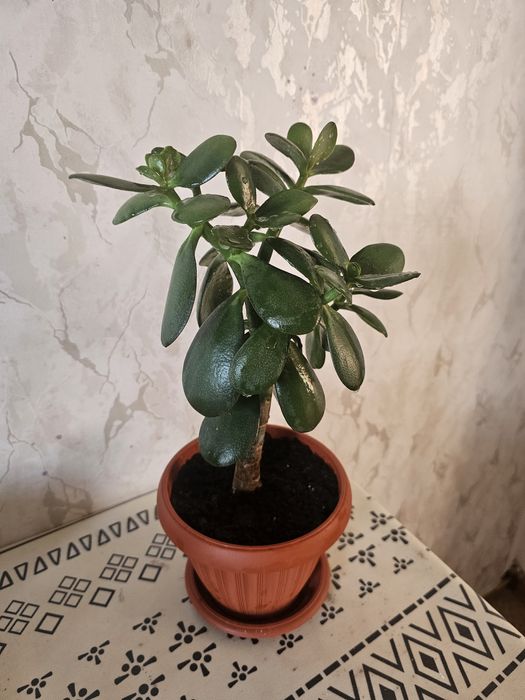 Продам шикарные толстянки (красулы)