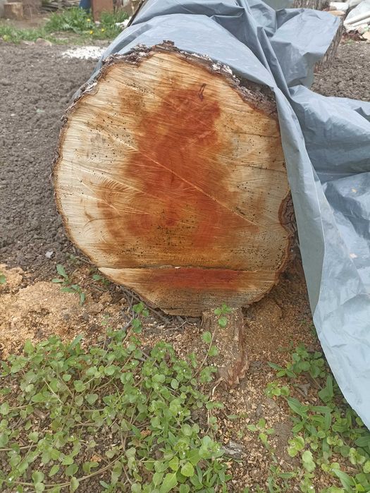 Продавам дърво Круша на 70г.