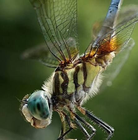 Obektiv dlya stomatologov i food photo