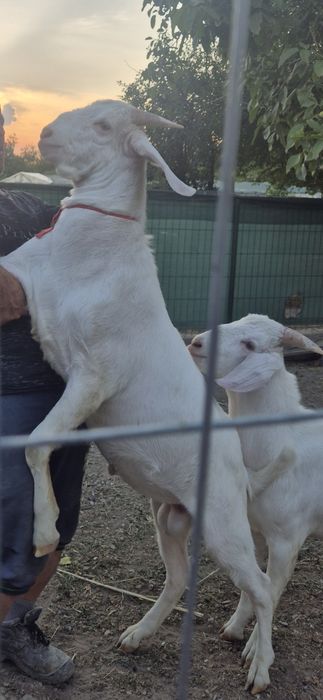Țapi de 4 luni si jumătate.