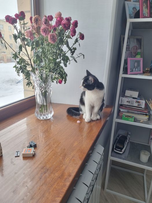 Кот отдам в хорошие руки