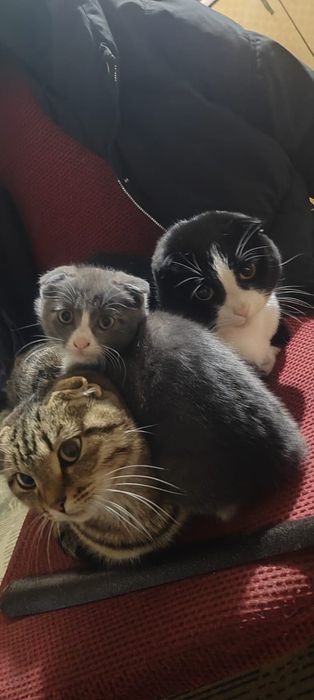 Отдам котенка девочка