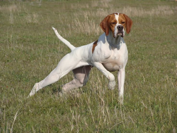 Продается щенки поинтнра