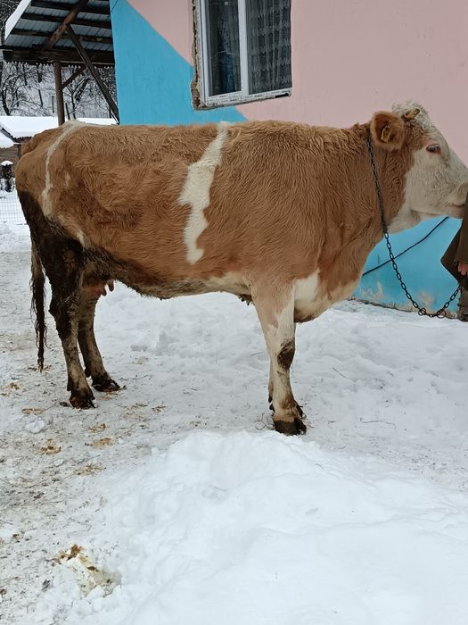 Vând vacă de patru ani