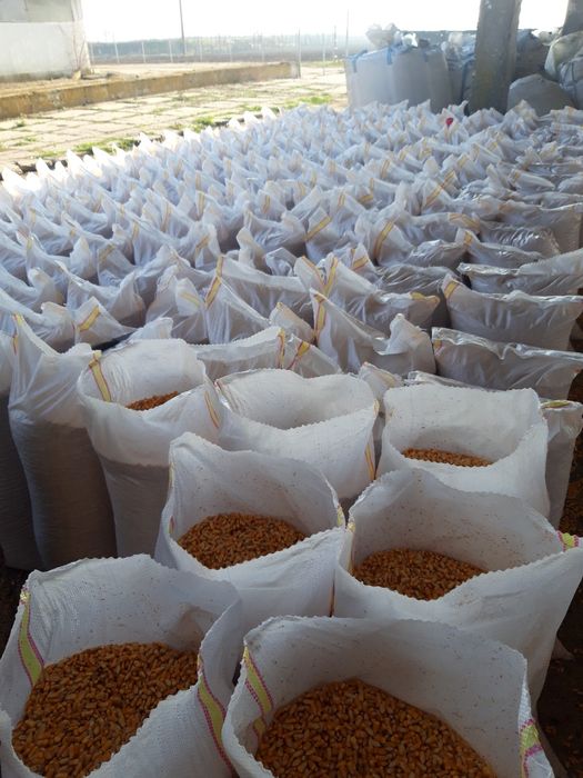 Porumb 0.90 bani kg/Amestec de cereale producția 2025/Tărață/Urluiala