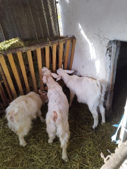 Capre de rasa tinere