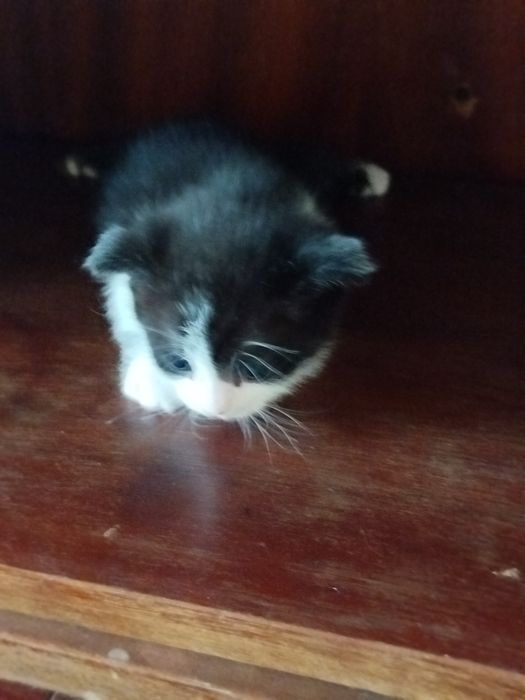 Siam skotc folt bolalari