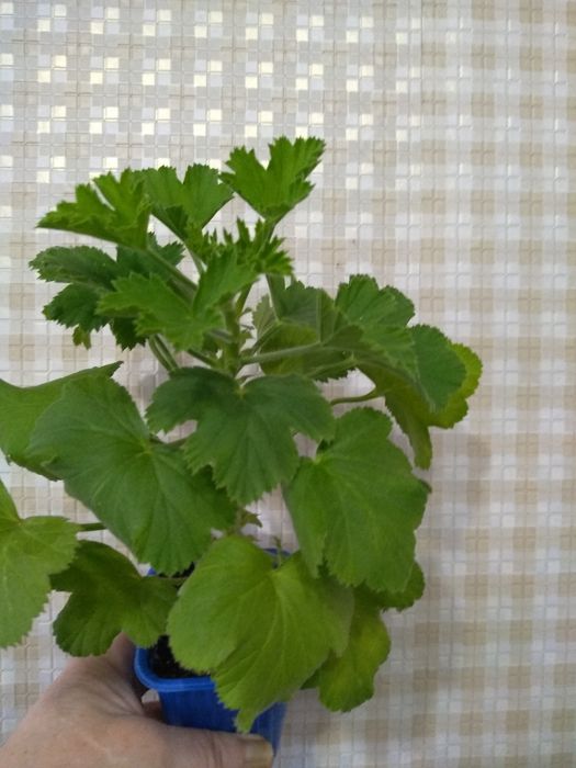 Продам Пеларгонии