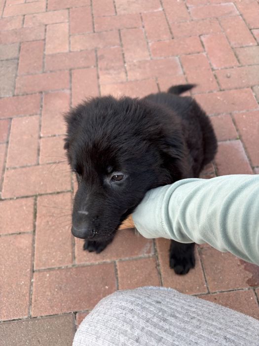 Pui ciobanesc german negru cu blana lunga cu Pedigree