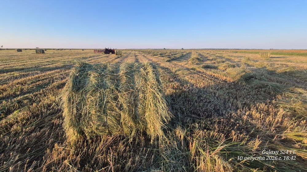 Продам сено. Шөп сатылады