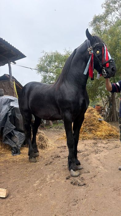 Armasar ,Vârstă 9 ani