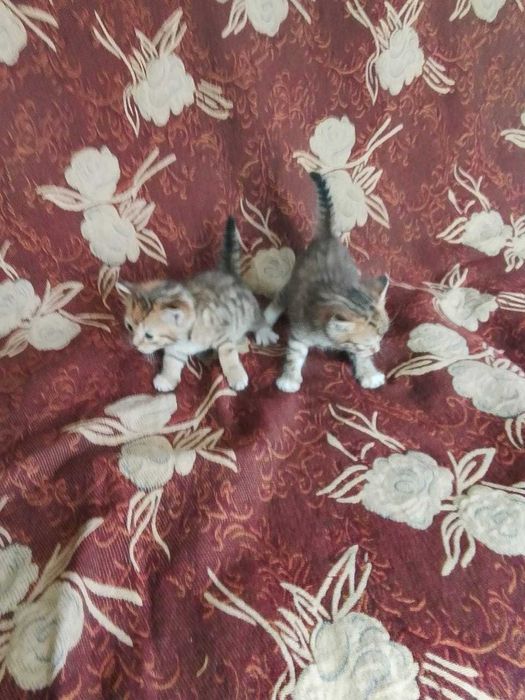 Милые котики в добрые руки