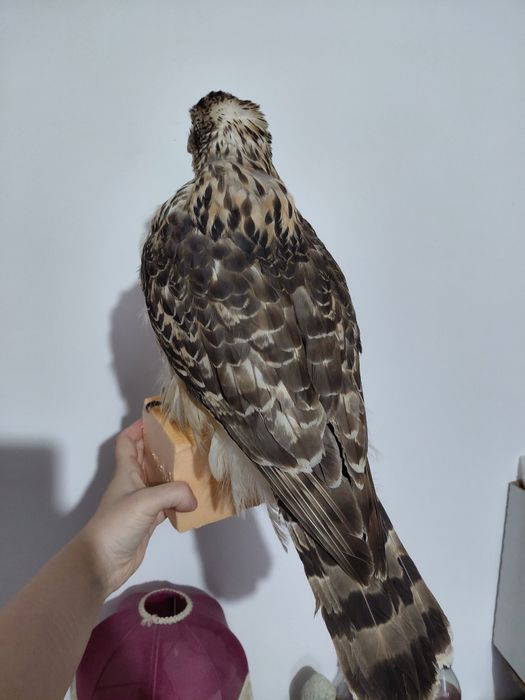 Uliu impaiat taxidermie U3