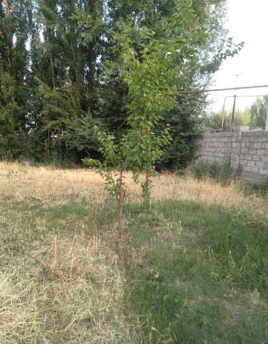Юнусобод Хасанбойда 2,5 сотик ер сотилади