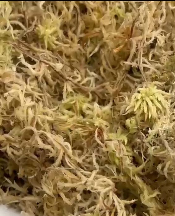 Продам свежий,  чистый мох.