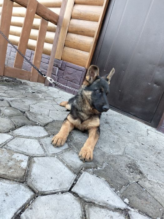 Щенки немецкой овчарки