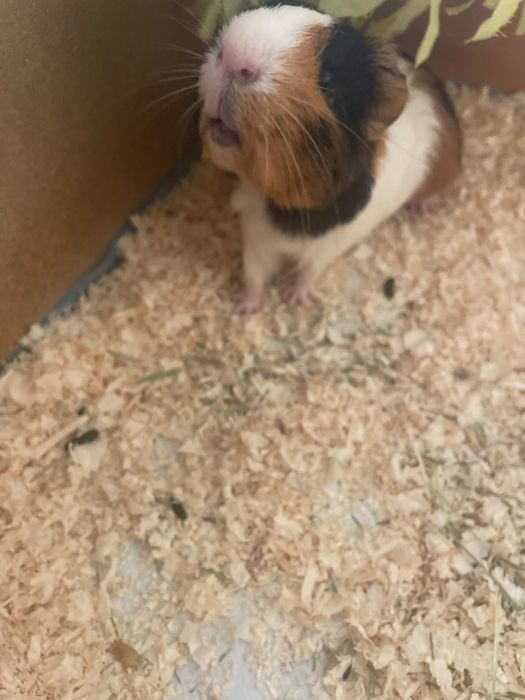 Морска свинче малка и голяма