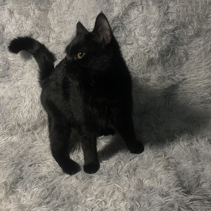 Кот-подросток в добрые руки.