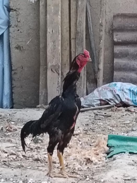 Bobo horoz 14 oylik