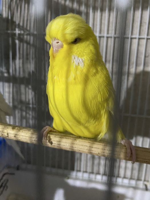 Andurka turetski papugay