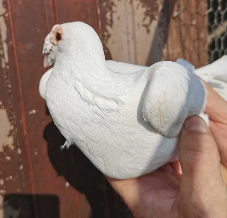 Porumbei Germani