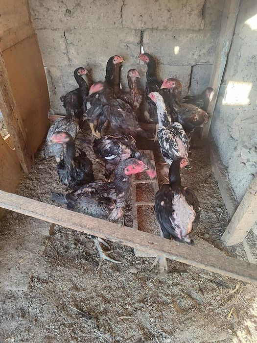 Продам бойцовых циплят