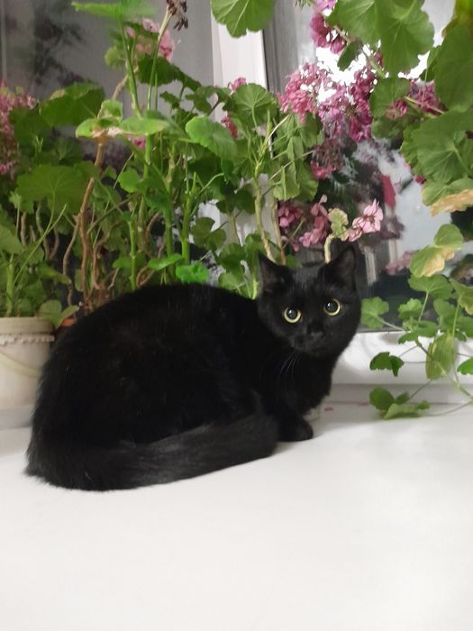 Отдам кошечку в добрые руки