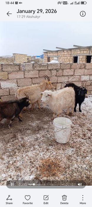 Буаз ешкілер сатылады